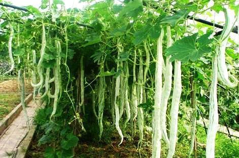 蛇瓜不摘能砍着吃吗视频,揭秘其独特食用方法