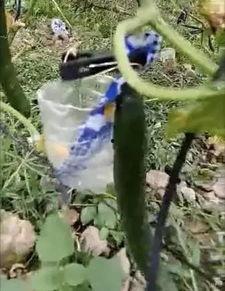 成县吃瓜事件真相视频,真相视频曝光背后的真相