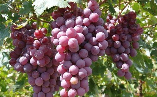 名侦探葡萄吃瓜视频大全,揭秘悬疑背后的趣味真相