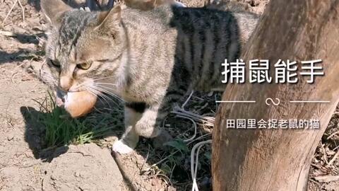 狸花猫吃哈密瓜视频,哈密瓜诱惑下的狸花猫美食之旅