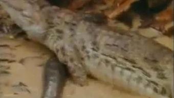 搞笑鳄鱼吃瓜视频,吃瓜视频笑翻众人