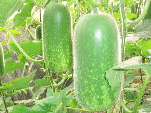 池子吃瓜视频大全,揭秘娱乐圈幕后故事